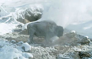 Bison Collection: Bison CK 3007 Standing in Geyser steam, Yellowstone National Park Wyoming USA