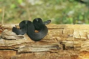Vipera Berus Images Prints: Black Adder