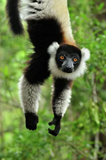 Black-and-white Ruffed Lemur - hanging upside down Black-and-white Ruffed Lemur - hanging upside down