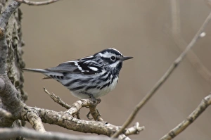 Black-and-white Warbler - Male perched on branch, Spring Black-and-white Warbler - Male perched on branch, Spring