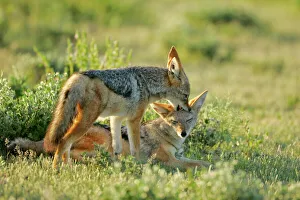 Black-backed Jackal - one young teasing another one playfully Black-backed Jackal - one young teasing another one playfully