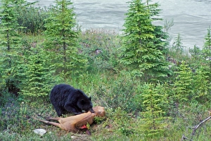 Black Bear - feeding on elk carcass Black Bear - feeding on elk carcass
