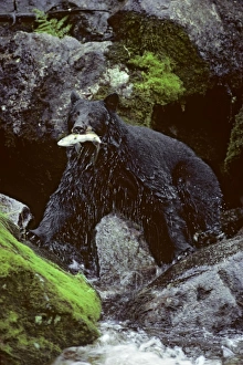 Black bear - with salmon, in summer Black bear - with salmon, in summer