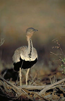 Black-Bellied Bustard. - Walking through dry bush. Showing black belly and beautiful feather markings on back Black-Bellied Bustard. - Walking through dry bush. Showing black belly and beautiful feather markings on back