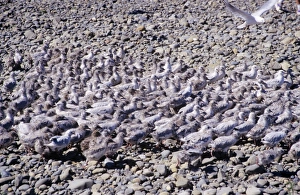 Black-billed Gull - large group of chicks Black-billed Gull - large group of chicks