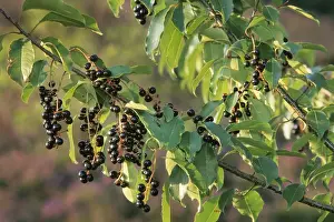 Wild Black Cherry Tree Prints: Black Cherry - berries