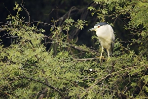 Black Crowned Night Heron - at daytime roost Black Crowned Night Heron - at daytime roost