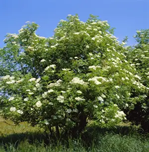 Sambucus Nigra Plant Prints: Black Elder