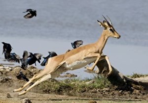 Black Faced Impala - Young male taking flight with starlings in the background Black Faced Impala - Young male taking flight with starlings in the background