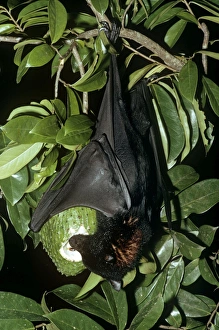 Black Flying Fox - Hanging upside down feeding on fruit Black Flying Fox - Hanging upside down feeding on fruit