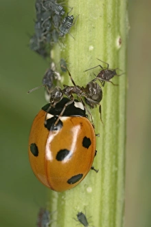 Black Garden Ant - protecting aphids from 7-spot Ladybird Black Garden Ant - protecting aphids from 7-spot Ladybird