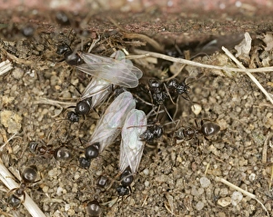 Black garden ants - winged leaving nest Black garden ants - winged leaving nest