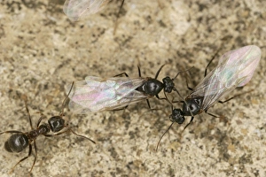 Black Garden Ants - winged queens with worker Black Garden Ants - winged queens with worker