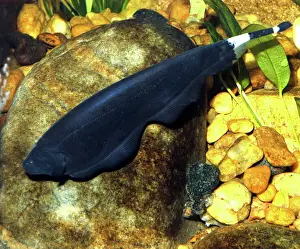 Prints of PM-10223 Black Ghost-knife fish Ghost Fish Prints: Black Ghost-knife Fish Print