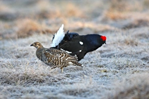 Black Grouse - female and male on frost covered ground Black Grouse - female and male on frost covered ground