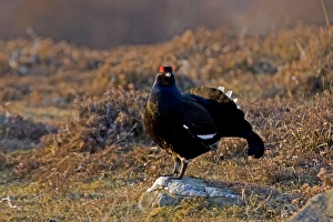 Black Grouse - Male on lek late evening light - on moorland Black Grouse - Male on lek late evening light - on moorland