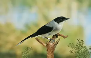 Black-headed Sibia Print - Heterophasia melanoleuca, South East Asia