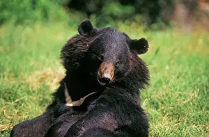Wildlife Photography Prints: Black Himalayan Bear