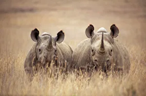 Black / Hooked-lipped Rhinoceros - two in long grass Black / Hooked-lipped Rhinoceros - two in long grass