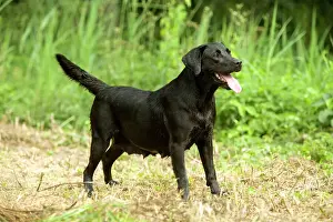 Black Labrador LA-2974 Print by Ardea