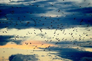 Black-naped Tern - flock in flight Black-naped Tern - flock in flight