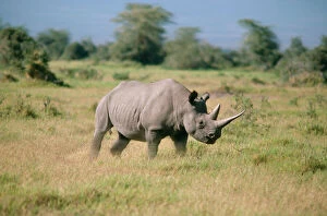 Rhinoceros Collection: Black Rhinoceros - charging