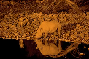 Rhinoceros Collection: Black Rhinoceros (Diceros bicornis) with lion coming up behind, at waterhole at night, Etosha