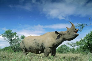 Rhinoceros Collection: Black Rhinoceros - feeding, using prehensile upper lip, Ngorongoro Conservation Area