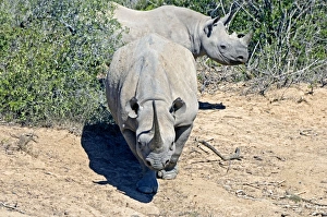 Black Rhinoceros - showing head-low (combat) posture preparing to charge Black Rhinoceros - showing head-low (combat) posture preparing to charge