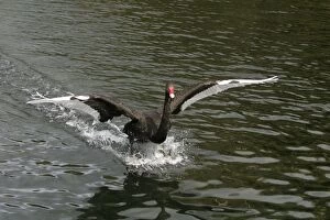Images Dated 13th September 2003: Black Swan Western Springs, Auckland, New Zealand