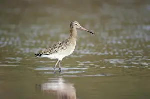 Chris Knights Photographer Prints: Black Tail Godwit