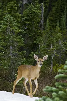 Tom Leeson Photography Prints: Black-tailed Deer