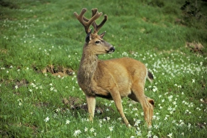 Black-tailed Deer - buck stands among subalpine wildflowers. June Black-tailed Deer - buck stands among subalpine wildflowers. June