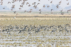 Black-tailed Godwit - in winter Black-tailed Godwit - in winter