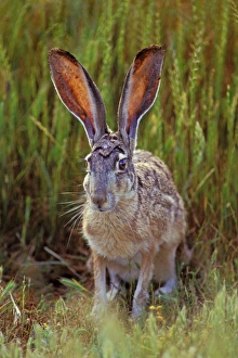 Black-tailed Jackrabbit - In Grass Black-tailed Jackrabbit - In Grass