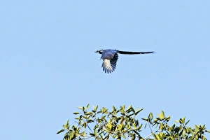 Black-throated Magpie-jay in flight Black-throated Magpie-jay in flight