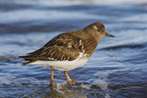 Black Turnstone Black Turnstone