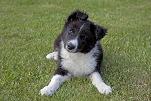 Black and White Border Collie Sheep Dog - puppy Black and White Border Collie Sheep Dog - puppy