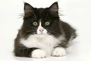 Feline Photography Prints: Black & White Cat
