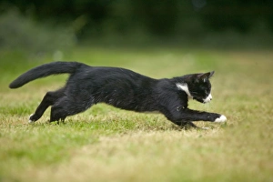 Black and White Cat - running Black and White Cat - running