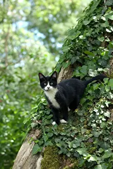 Ardea Wildlife Pets Environment Art Prints: Black and White Cat - in tree