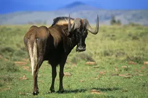 Black Wildebeest Print (Connochaetes gnou)
