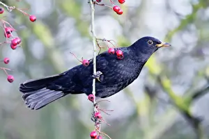 Garden Birds UK Prints: Blackbird