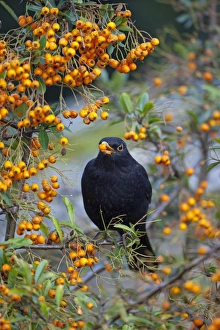 Blackbird - male eating Pyracantha Berries Blackbird - male eating Pyracantha Berries