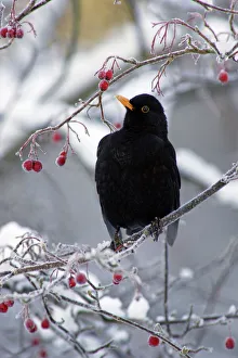 Blackbird - Male sitting in hawthorn bush in winter, feeding on berries Blackbird - Male sitting in hawthorn bush in winter, feeding on berries