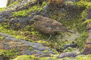 Blackish Cinclodes or Tussac-Bird - feeding on rocky shoreline Blackish Cinclodes or Tussac-Bird - feeding on rocky shoreline