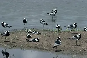 Wading Birds Images Prints: Blacksmith Plover