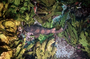 Blind Shark - Small species, less than 1 m Blind Shark - Small species, less than 1 m