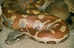 Prints of PM-8780 Blood Python Malaysia and Indonesia Python curtus Pat Morris Please note that prints are for personal display purposes only and may not be reproduced in anyway. Blood Python Prints: Blood Python Print (Python curtus)
