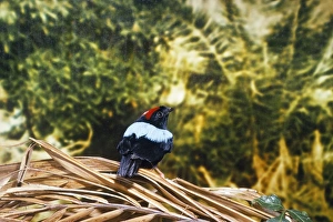 Blue-backed Manakin - found in Tabago Blue-backed Manakin - found in Tabago